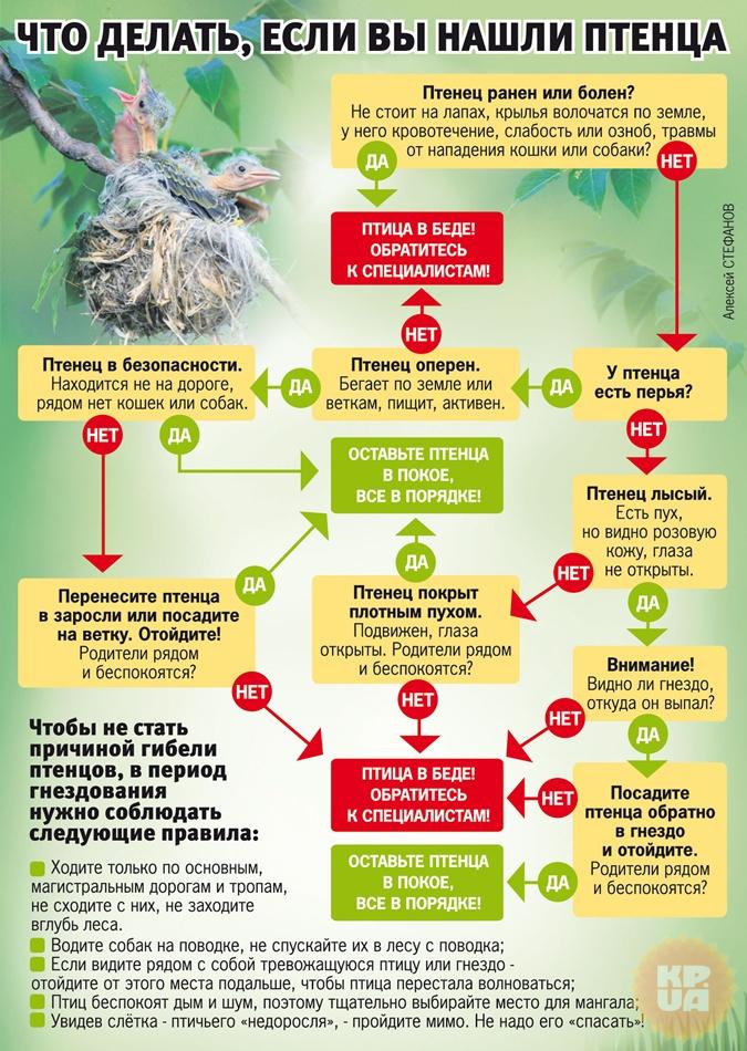 Алгоритм помощи птенцу/слетку